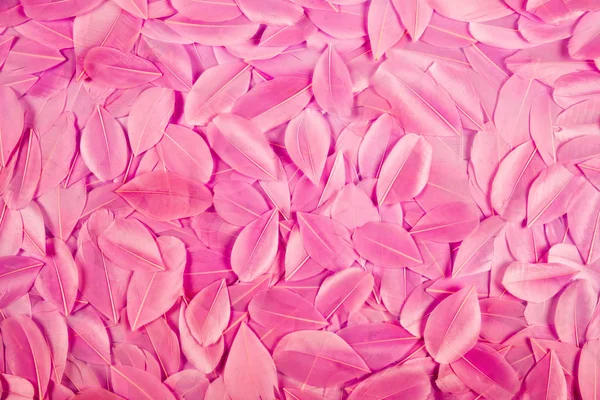 Struttura di sfondo rosa penne tinto uccello — Foto Stock