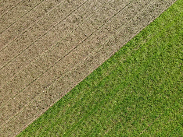 Flygfoto över jordbruksplantager — Stockfoto