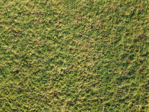 Robust struktur av gräs gräsmatta i full ram — Stockfoto