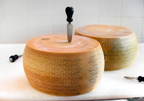 Preparing to cut two wheels of Grana Padano cheese from Northern Italy Po River region on a cutting board with knives