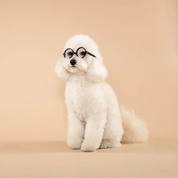 Schattig Pluizig Wit Poedel Dragen Bril Bril Zitten Gehoorzaam Opzij — Stockfoto