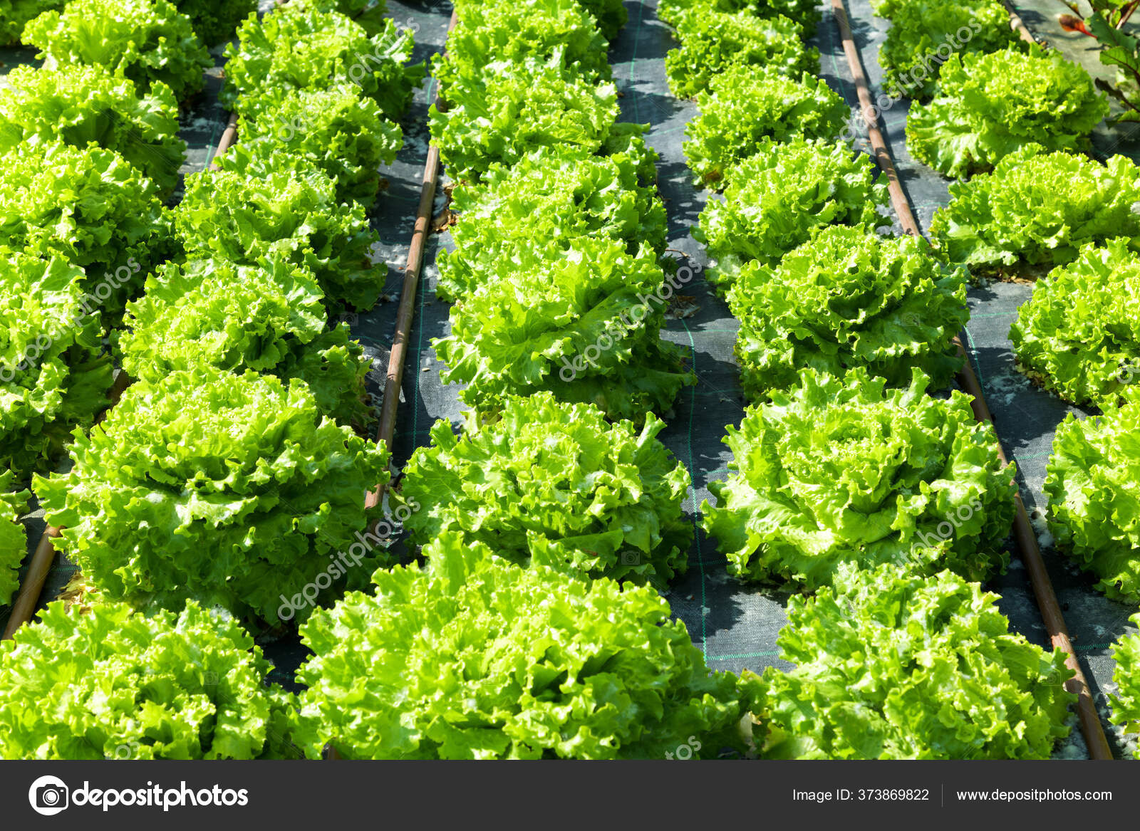 Rows Fresh Leafy Green Lettuce Plants Gentle Cultivation Farm Full Stock Photo by ©PHOTOLOGY1971