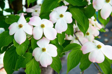 Beyaz Cornus kousa ya da Kousa Dogwood çiçeklerine yaklaş. İlkbaharda taze yeşil yaprakların arasında, ağaçta yetişen narin pembeler eşliğinde.