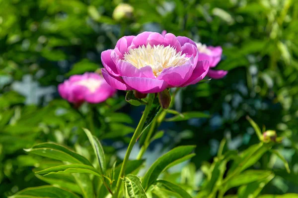 Magenta Bicolore Fleur Pivoine Jaune Poussant Dans Une Pépinière Jardin — Photo