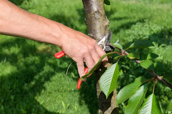 Agricultor Aparar Uma Árvore Com Tesouras Poda Tesouras Cortar Crescimento — Fotografia de Stock