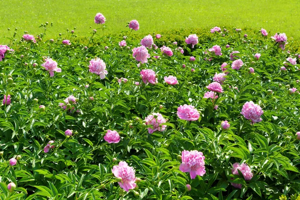 Rózsaszín Bazsarózsa Virágok Megjelenítése Tavasszal Zöld Pázsitos Kertben Termesztett Leveles — Stock Fotó