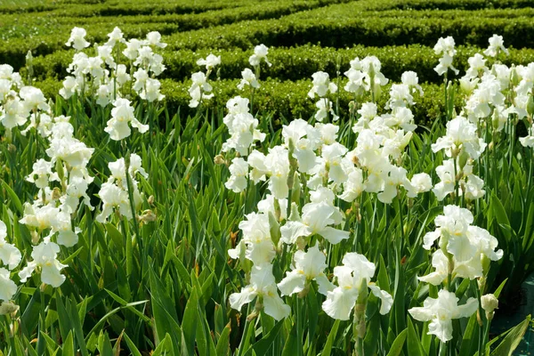花粉産業のために栽培された農場や庭園のための観賞用の花に屋外の白い虹彩植物の開花の表示 — ストック写真