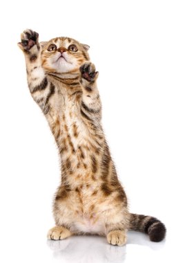 izole onun arka ayakları üzerinde kedi İskoç fold duran