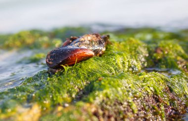 Deniz kabuğu suyu yıkar bir kayaya yalan
