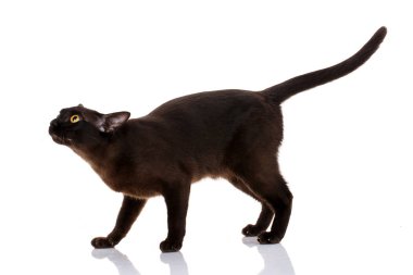 Beyaz bir arka plan üzerinde siyah kedi Birmanya duran