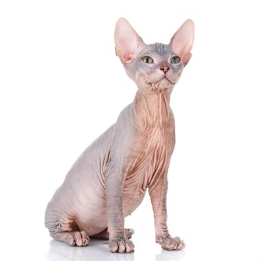Beyaz bir arka plan üzerinde siting, ararken Sphynx kedi