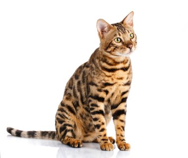 a purebred bengal kedi portresi