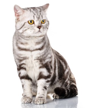 Gümüş İskoç kedi