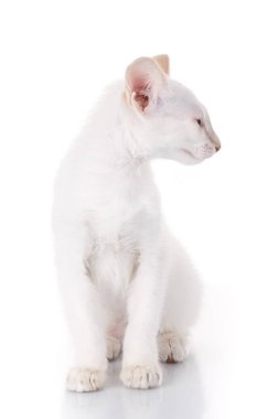 Beyaz arka plan üzerinde dönüş baş bir yana siting Siyam kedisi