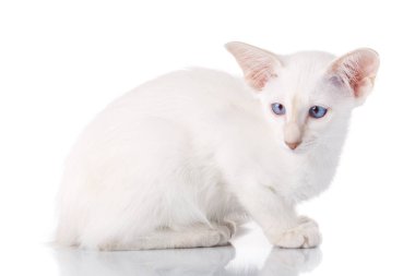 mavi göz Siyam kedi yavrusu, üzerinde beyaz izole
