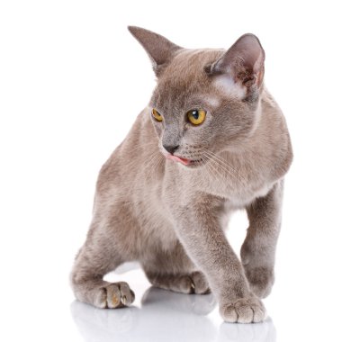 burmese cat with yellow eyes on white background clipart