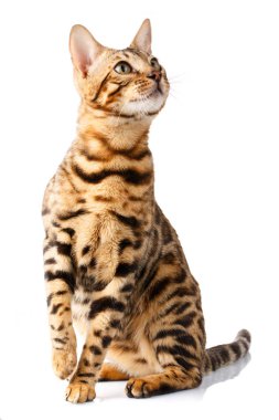 Bengal kedi beyaz arka planda sessizce oturur ve ilgi ile örnek alıyor