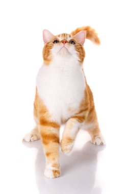 Beyaz bir arka plan üzerinde İskoç genç kedi