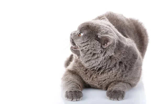 Stående grå katt brittiska raksträcka med gula ögon på vit — Stockfoto