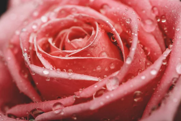 Közelkép a központ gyönyörű rózsaszín rózsa — Stock Fotó