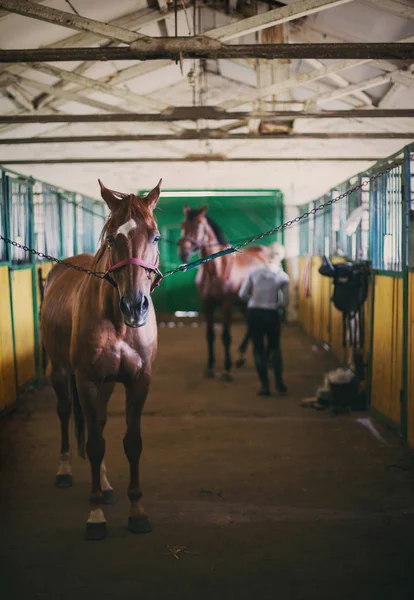 Cavallo nelle scuderie che si prepara per le corse — Foto Stock