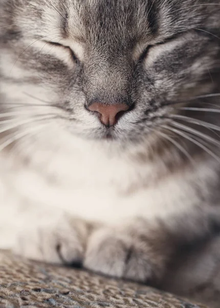 Sevimli uyuyan kedi portre — Stok fotoğraf