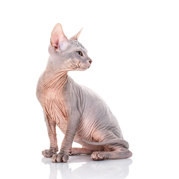 Лысый кот-сфинкс — стоковое фото
