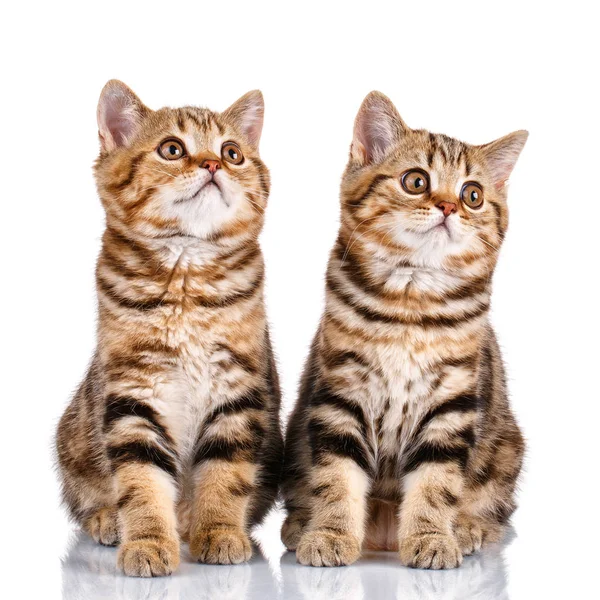 stock image two striped kittens on white background