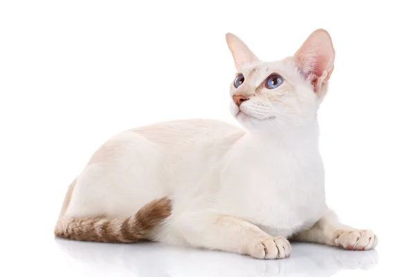 Білий кіт з великими вухами і блакитними очима лежить, ізольований — стокове фото