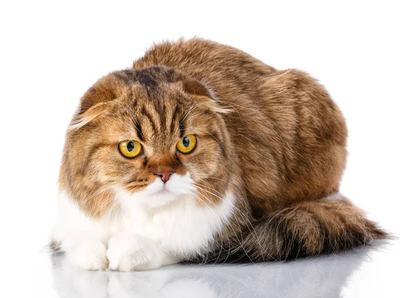 Gato pliegue escocés acostado sobre fondo blanco — Foto de Stock