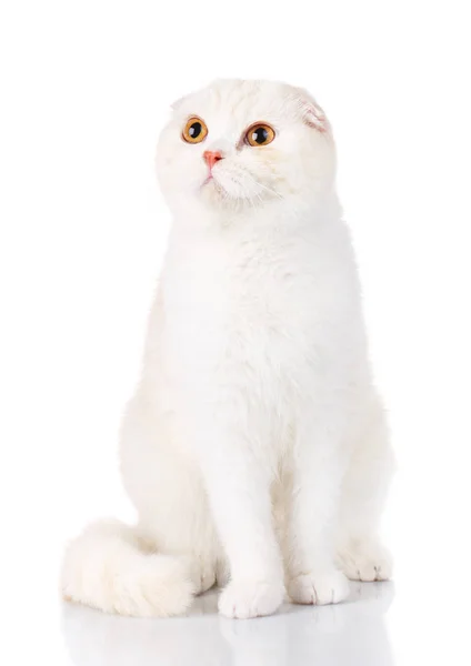 Biały Stenografia Kot brytyjski z żółte oczy na białym tle — Zdjęcie stockowe