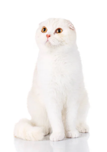 Taquigrafía blanca Gato británico con ojos amarillos aislados — Foto de Stock