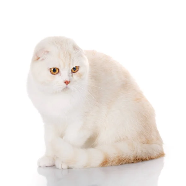 Taquigrafía blanca Gato británico con ojos amarillos aislados — Foto de Stock