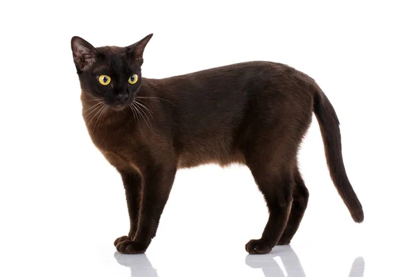 Vista lateral de un gato negro aislado en blanco —  Fotos de Stock