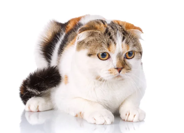 白い背景の上に横たわる猫スコティッシュフォールド — ストック写真