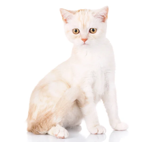 Портретный кот, шотландский натурал — стоковое фото