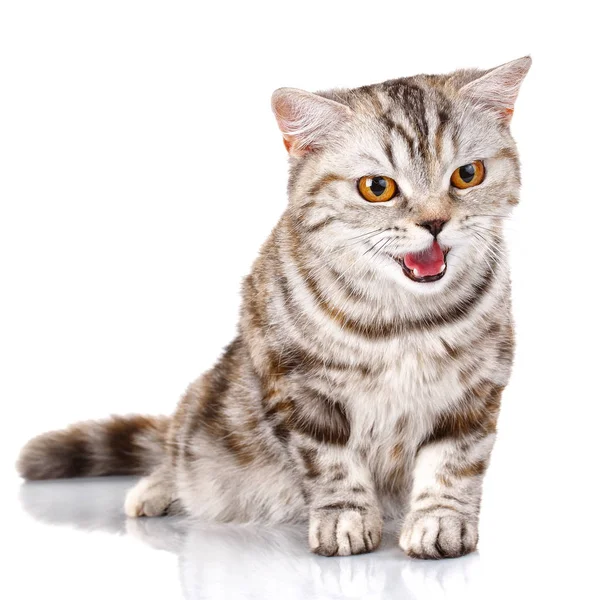 Schottische gerade männliche Katze auf isoliertem weißen Hintergrund — Stockfoto