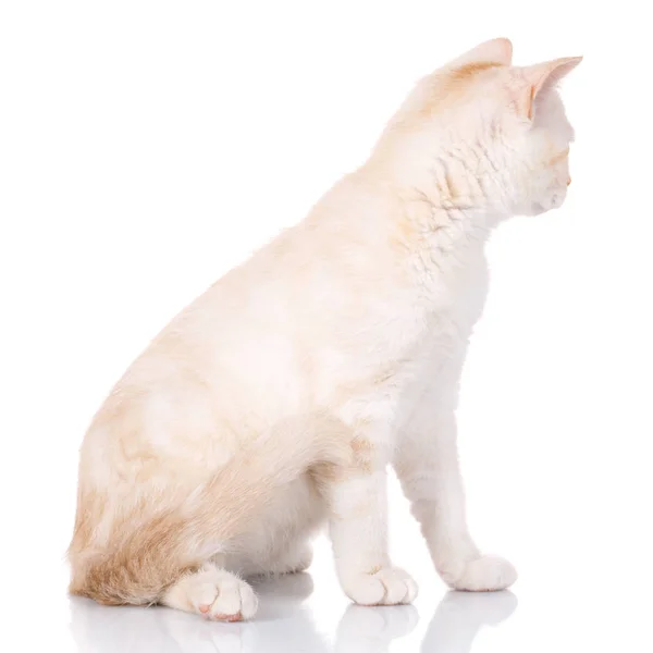 Schotse rechte kat aanbrengen op een witte achtergrond — Stockfoto