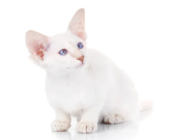 Άσπρη γάτα με μεγάλα αυτιά και τα μπλε μάτια συνεδρίαση, να απομονωθεί — Φωτογραφία Αρχείου