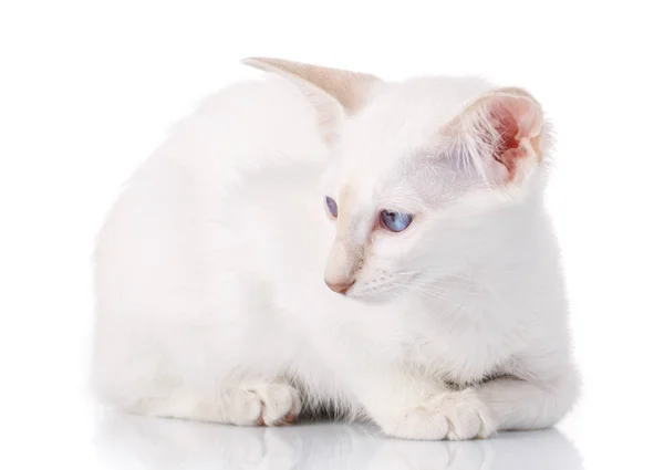 Cat lying on white background, isolated — Stock Photo, Image