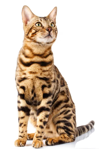 Bengalkatze auf weißem Hintergrund sitzt ruhig und blickt interessiert auf — Stockfoto