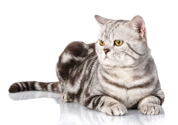 Gatito escocés bicolor plateado —  Fotos de Stock