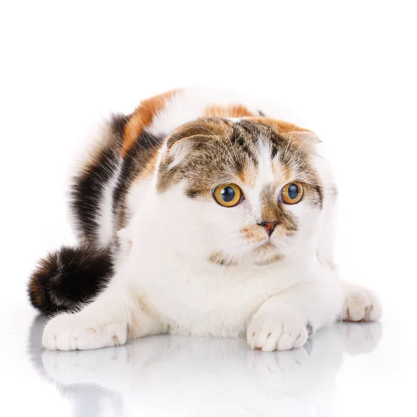 Котяча шотландська складка лежить на білому тлі — стокове фото