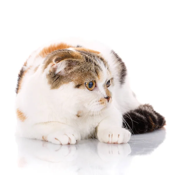 Gatto piega scozzese sdraiato su uno sfondo bianco — Foto Stock
