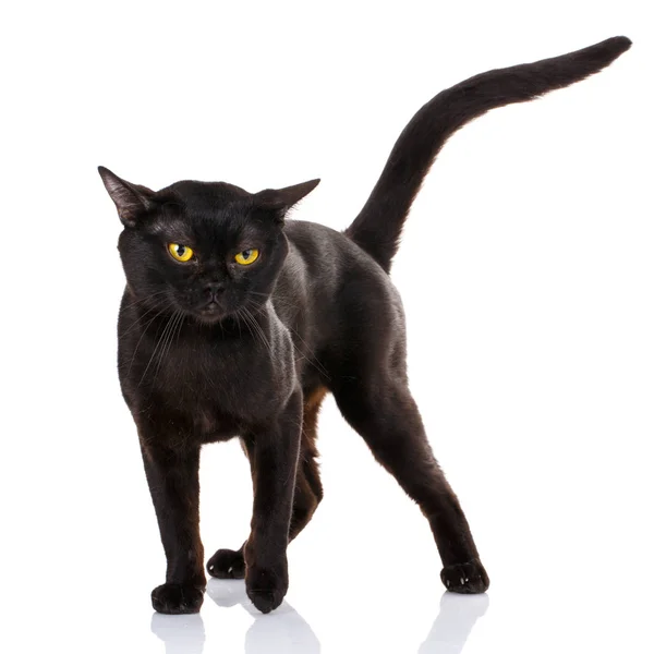 Черный кот с желтыми глазами на белом фоне — стоковое фото