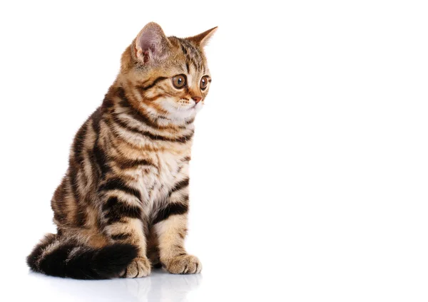 Skotský rovný kotě sedící, samostatný — Stock fotografie