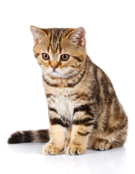 Kočka s žluté oči skotský rovnou na bílém pozadí — Stock fotografie