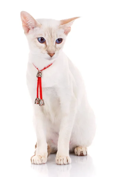 एक सफेद पृष्ठभूमि पर सियामी बिल्ली — स्टॉक फ़ोटो, इमेज