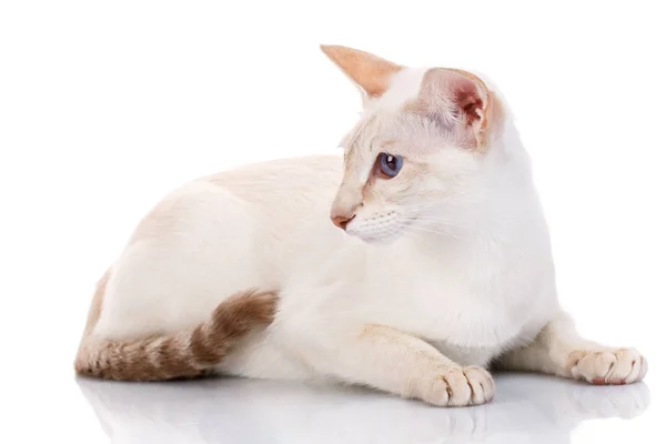 Olho azul Gatinho siamês, isolado em branco — Fotografia de Stock