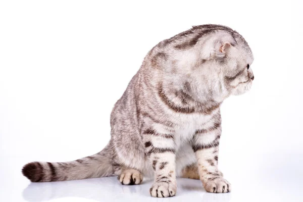 Scottish fold kedi bicolor çizgili beyaz arka plan üzerinde — Stok fotoğraf